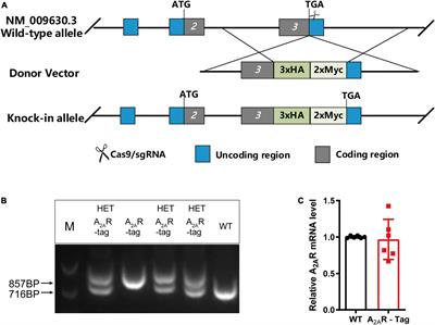 Genetic tagging of the adenosine A2A receptor reveals its heterogeneous expression in brain regions